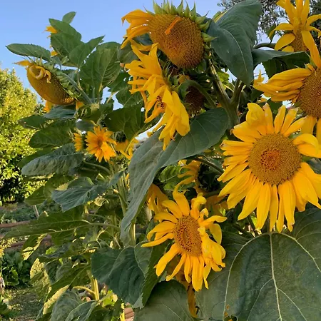 Quinta Ribeira Do Labrador - Lisbon West Wine Route 팜스테이 알렌쿠어