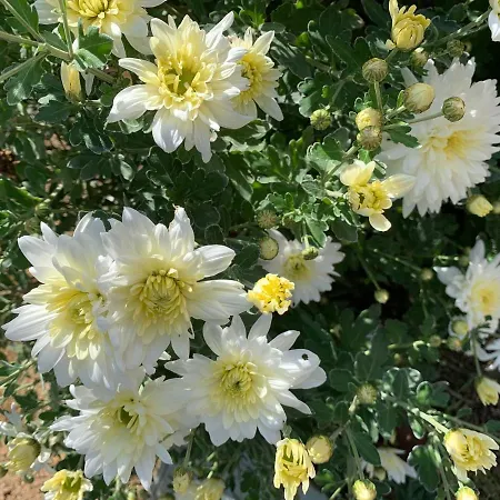 Quinta Ribeira Do Labrador - Lisbon West Wine Route Κατάλυμα σε φάρμα