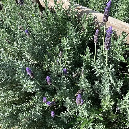 Quinta Ribeira Do Labrador - Lisbon West Wine Route Κατάλυμα σε φάρμα Alenquer