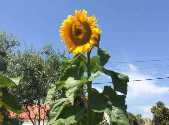 Quinta Ribeira Do Labrador - Lisbon West Wine Route