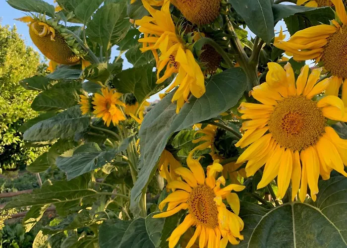 Quinta Ribeira Do Labrador - Lisbon West Wine Route Séjour à la ferme Alenquer