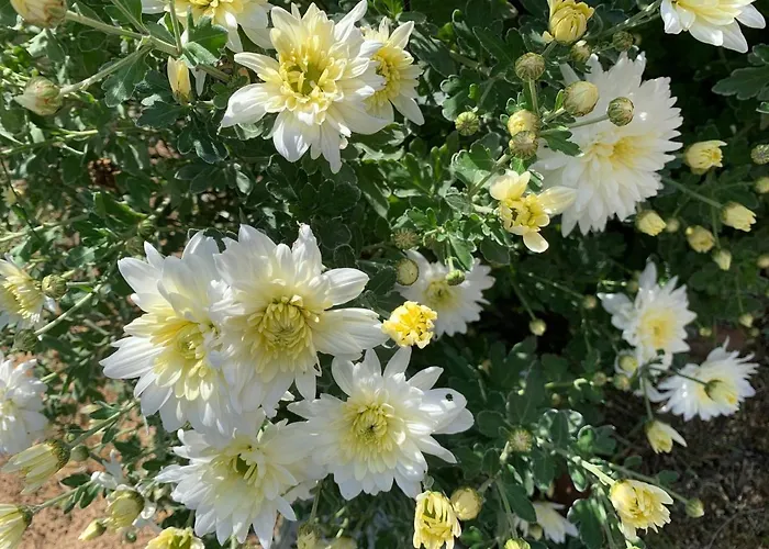 Quinta Ribeira Do Labrador - Lisbon West Wine Route Séjour à la ferme