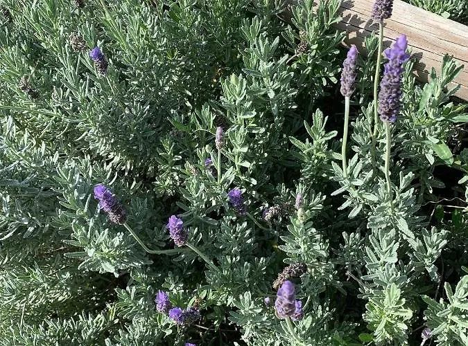 Quinta Ribeira Do Labrador - Lisbon West Wine Route Séjour à la ferme Alenquer